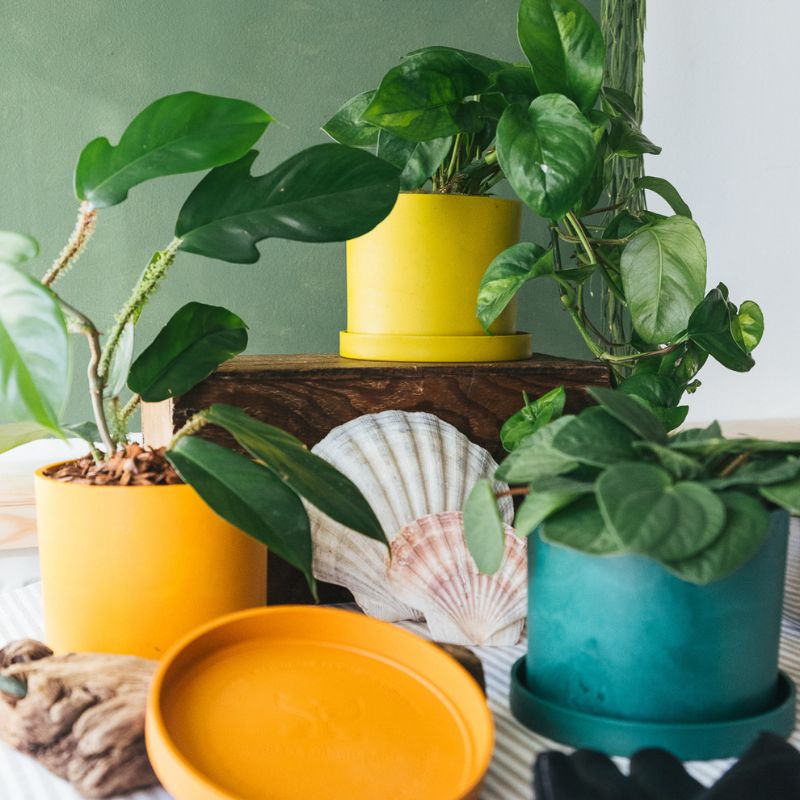 3 x Bloom Ocean Plastic Pot Bundle (save £10) - Free Light Blue Pot