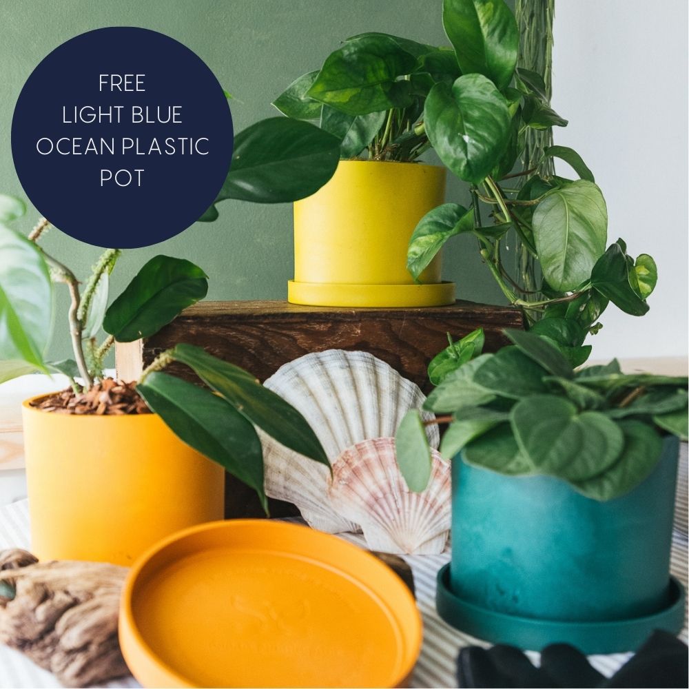 3 x Bloom Ocean Plastic Pot Bundle (save £10) - Free Light Blue Pot