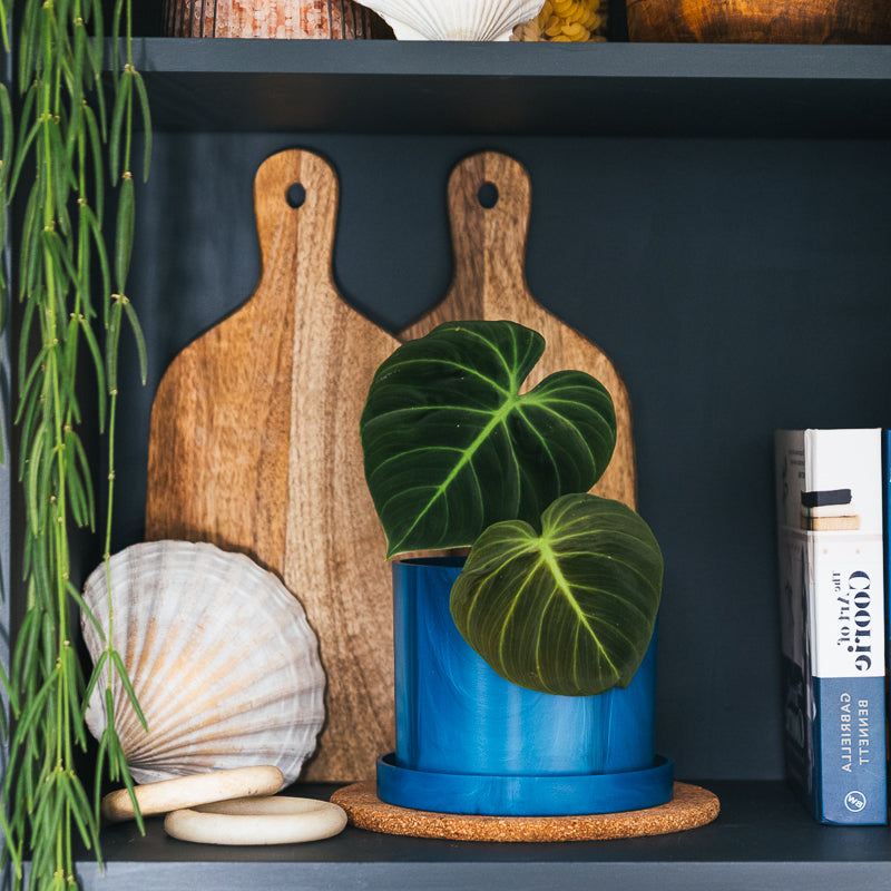 3 x Bloom Ocean Plastic Pot Bundle (save £10) - Free Light Blue Pot