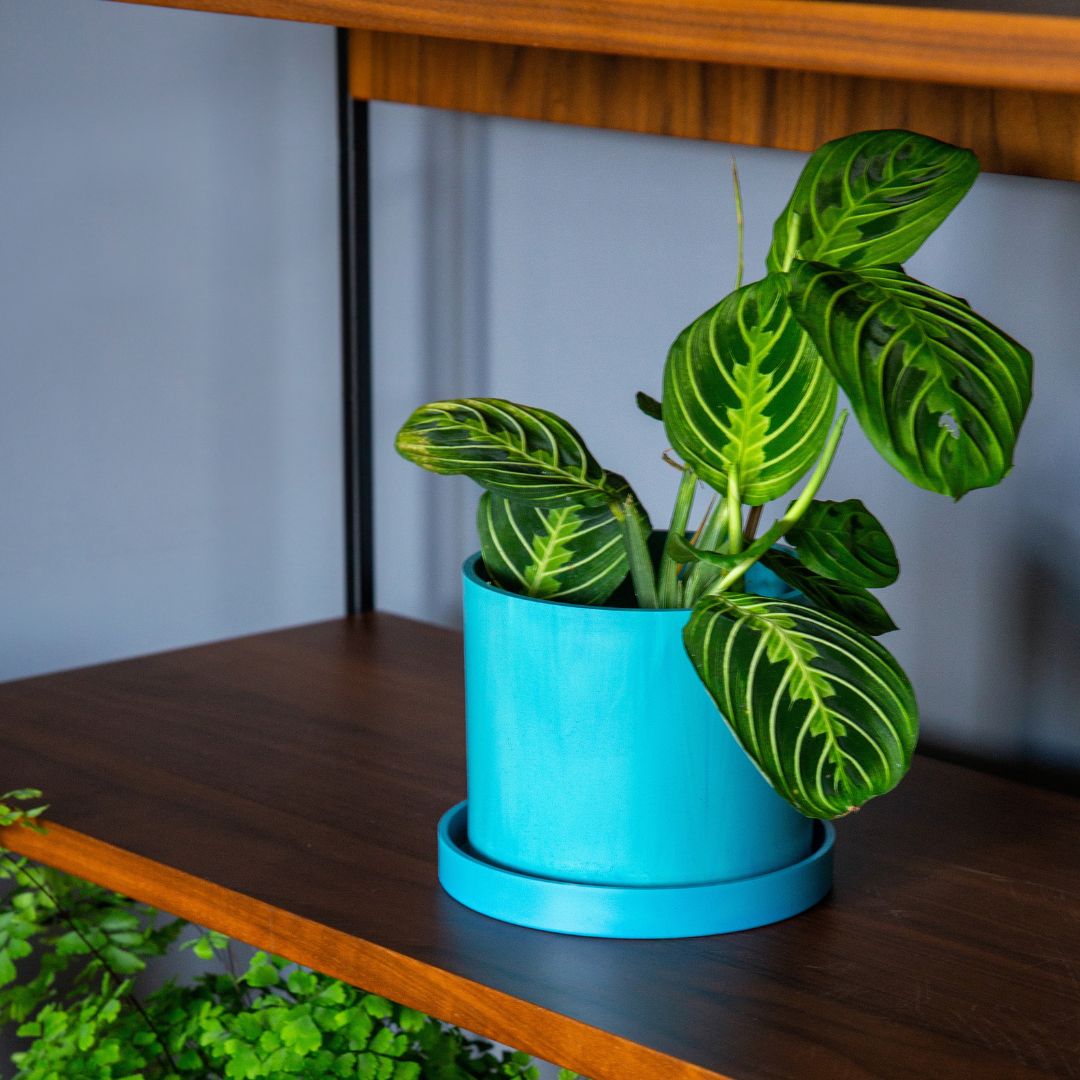 3 x Bloom Ocean Plastic Pot Bundle (save £10) - Free Light Blue Pot
