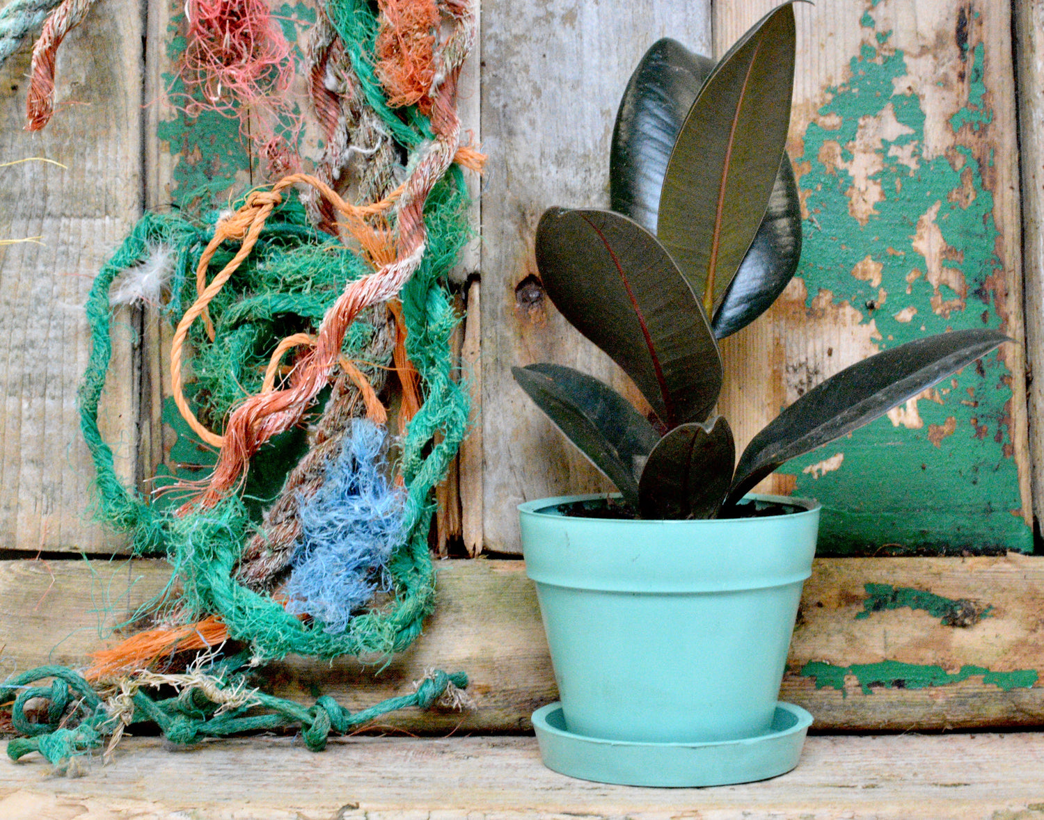 Our 2nd Plant Pot Design & Portobello Market