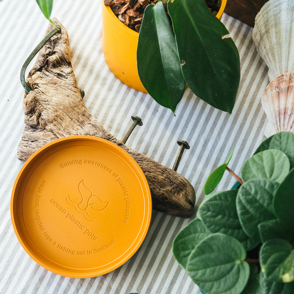 Orange  Bloom Pot Set - 12cm