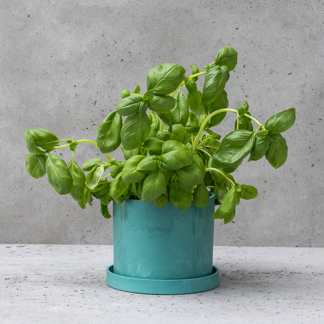 Matt Green 12cm Bloom Pot - Eigg, Muck, Rum, Canna, Coll &amp; Skye