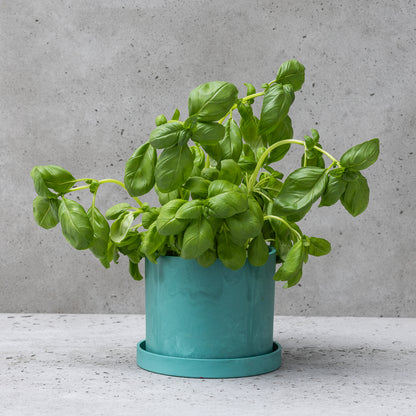 Matt Green 12cm Bloom Pot - Eigg, Muck, Rum, Canna, Coll &amp; Skye